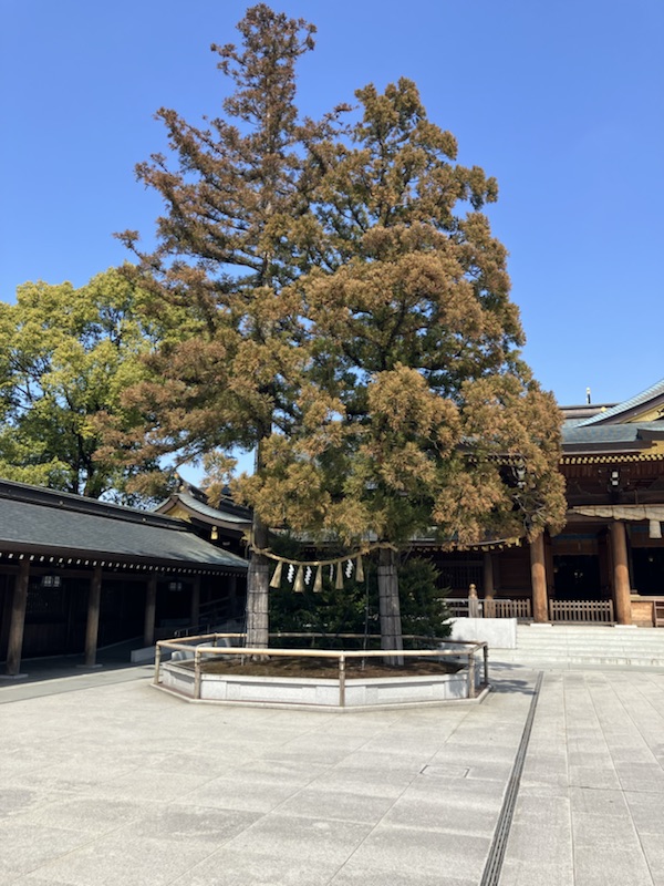 寒川神社御神木